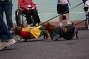 2009-Mystic-Krewe-of-Barkus-Mardi-Gras-French-Quarter-New-Orleans-Dog-Parade-0596