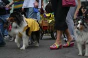 2009-Mystic-Krewe-of-Barkus-Mardi-Gras-French-Quarter-New-Orleans-Dog-Parade-0597