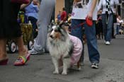 2009-Mystic-Krewe-of-Barkus-Mardi-Gras-French-Quarter-New-Orleans-Dog-Parade-0598