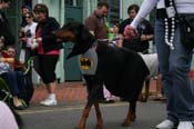 2009-Mystic-Krewe-of-Barkus-Mardi-Gras-French-Quarter-New-Orleans-Dog-Parade-0599