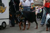 2009-Mystic-Krewe-of-Barkus-Mardi-Gras-French-Quarter-New-Orleans-Dog-Parade-0602