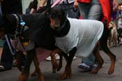 2009-Mystic-Krewe-of-Barkus-Mardi-Gras-French-Quarter-New-Orleans-Dog-Parade-0603