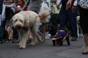 2009-Mystic-Krewe-of-Barkus-Mardi-Gras-French-Quarter-New-Orleans-Dog-Parade-0604