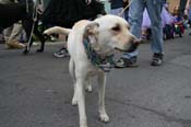 2009-Mystic-Krewe-of-Barkus-Mardi-Gras-French-Quarter-New-Orleans-Dog-Parade-0606