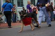 2009-Mystic-Krewe-of-Barkus-Mardi-Gras-French-Quarter-New-Orleans-Dog-Parade-0610
