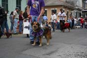 2009-Mystic-Krewe-of-Barkus-Mardi-Gras-French-Quarter-New-Orleans-Dog-Parade-0617
