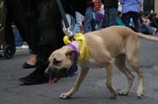 2009-Mystic-Krewe-of-Barkus-Mardi-Gras-French-Quarter-New-Orleans-Dog-Parade-0620