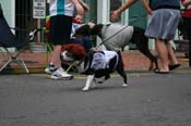 2009-Mystic-Krewe-of-Barkus-Mardi-Gras-French-Quarter-New-Orleans-Dog-Parade-0625
