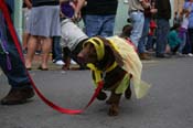 2009-Mystic-Krewe-of-Barkus-Mardi-Gras-French-Quarter-New-Orleans-Dog-Parade-0627