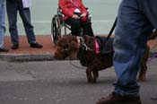 2009-Mystic-Krewe-of-Barkus-Mardi-Gras-French-Quarter-New-Orleans-Dog-Parade-0628