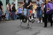 2009-Mystic-Krewe-of-Barkus-Mardi-Gras-French-Quarter-New-Orleans-Dog-Parade-0631