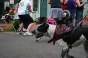 2009-Mystic-Krewe-of-Barkus-Mardi-Gras-French-Quarter-New-Orleans-Dog-Parade-0632