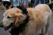 2009-Mystic-Krewe-of-Barkus-Mardi-Gras-French-Quarter-New-Orleans-Dog-Parade-0633