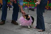 2009-Mystic-Krewe-of-Barkus-Mardi-Gras-French-Quarter-New-Orleans-Dog-Parade-0635