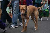 2009-Mystic-Krewe-of-Barkus-Mardi-Gras-French-Quarter-New-Orleans-Dog-Parade-0640