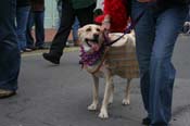 2009-Mystic-Krewe-of-Barkus-Mardi-Gras-French-Quarter-New-Orleans-Dog-Parade-0642