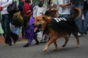 2009-Mystic-Krewe-of-Barkus-Mardi-Gras-French-Quarter-New-Orleans-Dog-Parade-0643