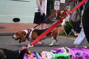 2009-Mystic-Krewe-of-Barkus-Mardi-Gras-French-Quarter-New-Orleans-Dog-Parade-0647