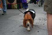 2009-Mystic-Krewe-of-Barkus-Mardi-Gras-French-Quarter-New-Orleans-Dog-Parade-0649