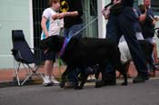 2009-Mystic-Krewe-of-Barkus-Mardi-Gras-French-Quarter-New-Orleans-Dog-Parade-0651
