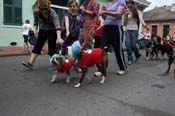 2009-Mystic-Krewe-of-Barkus-Mardi-Gras-French-Quarter-New-Orleans-Dog-Parade-0652