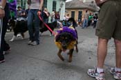 2009-Mystic-Krewe-of-Barkus-Mardi-Gras-French-Quarter-New-Orleans-Dog-Parade-0653