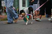 2009-Mystic-Krewe-of-Barkus-Mardi-Gras-French-Quarter-New-Orleans-Dog-Parade-0654