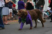 2009-Mystic-Krewe-of-Barkus-Mardi-Gras-French-Quarter-New-Orleans-Dog-Parade-0658