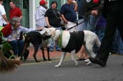 2009-Mystic-Krewe-of-Barkus-Mardi-Gras-French-Quarter-New-Orleans-Dog-Parade-0659