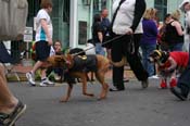 2009-Mystic-Krewe-of-Barkus-Mardi-Gras-French-Quarter-New-Orleans-Dog-Parade-0663