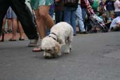2009-Mystic-Krewe-of-Barkus-Mardi-Gras-French-Quarter-New-Orleans-Dog-Parade-0666