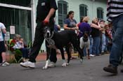2009-Mystic-Krewe-of-Barkus-Mardi-Gras-French-Quarter-New-Orleans-Dog-Parade-0673