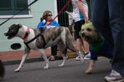 2009-Mystic-Krewe-of-Barkus-Mardi-Gras-French-Quarter-New-Orleans-Dog-Parade-0675