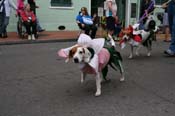 2009-Mystic-Krewe-of-Barkus-Mardi-Gras-French-Quarter-New-Orleans-Dog-Parade-0676