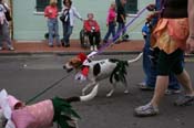 2009-Mystic-Krewe-of-Barkus-Mardi-Gras-French-Quarter-New-Orleans-Dog-Parade-0677