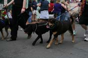2009-Mystic-Krewe-of-Barkus-Mardi-Gras-French-Quarter-New-Orleans-Dog-Parade-0678