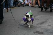 2009-Mystic-Krewe-of-Barkus-Mardi-Gras-French-Quarter-New-Orleans-Dog-Parade-0680