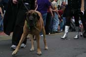 2009-Mystic-Krewe-of-Barkus-Mardi-Gras-French-Quarter-New-Orleans-Dog-Parade-0682