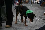 2009-Mystic-Krewe-of-Barkus-Mardi-Gras-French-Quarter-New-Orleans-Dog-Parade-0690