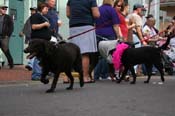 2009-Mystic-Krewe-of-Barkus-Mardi-Gras-French-Quarter-New-Orleans-Dog-Parade-0697