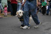 2009-Mystic-Krewe-of-Barkus-Mardi-Gras-French-Quarter-New-Orleans-Dog-Parade-0700
