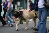2009-Mystic-Krewe-of-Barkus-Mardi-Gras-French-Quarter-New-Orleans-Dog-Parade-0840