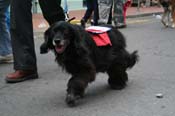 2009-Mystic-Krewe-of-Barkus-Mardi-Gras-French-Quarter-New-Orleans-Dog-Parade-0883