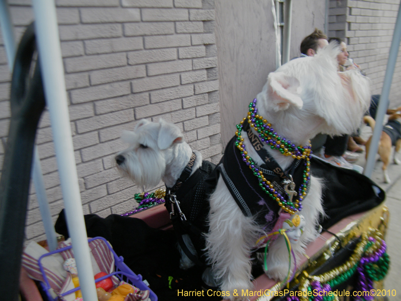 Mystic-Krewe-of-Barkus-2010-HC-Dog-Parade-Mardi-Gras-New-Orleans-8113