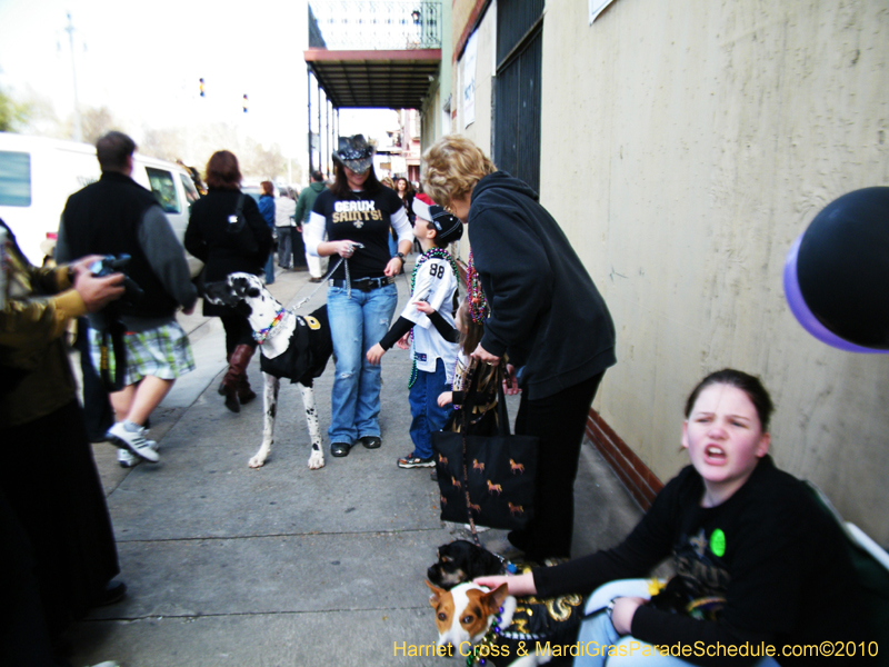 Mystic-Krewe-of-Barkus-2010-HC-Dog-Parade-Mardi-Gras-New-Orleans-8114