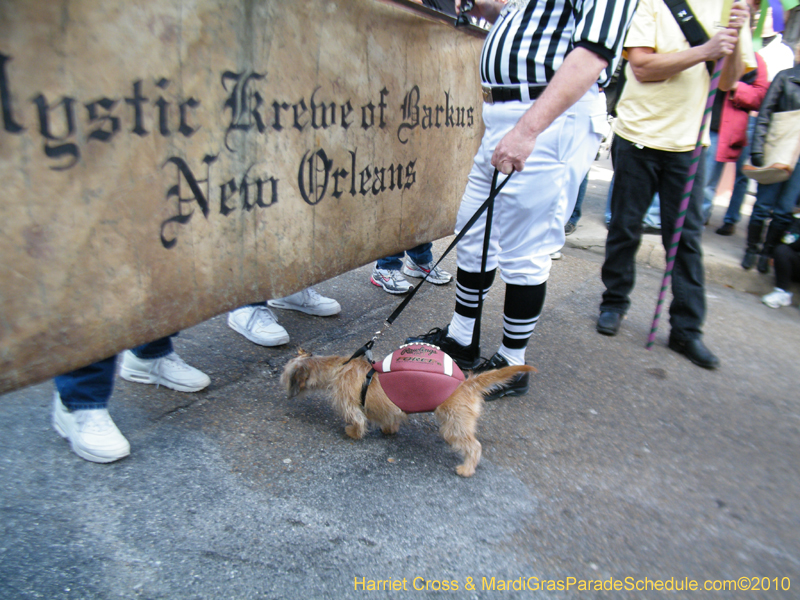 Mystic-Krewe-of-Barkus-2010-HC-Dog-Parade-Mardi-Gras-New-Orleans-8150