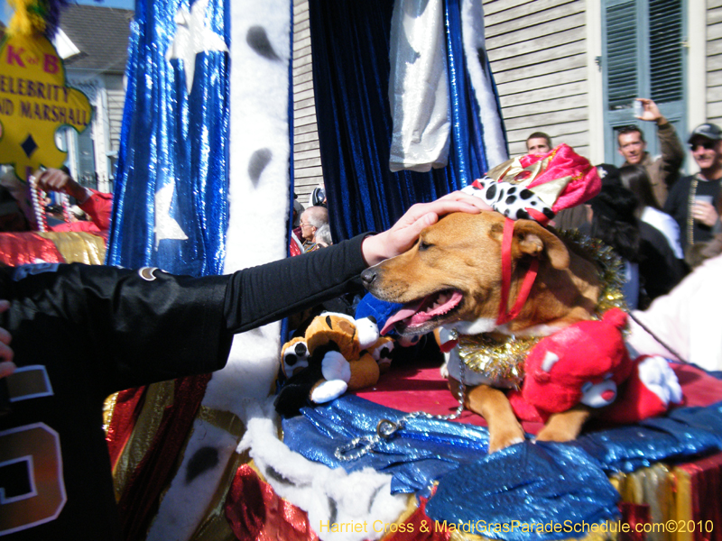 Mystic-Krewe-of-Barkus-2010-HC-Dog-Parade-Mardi-Gras-New-Orleans-8223