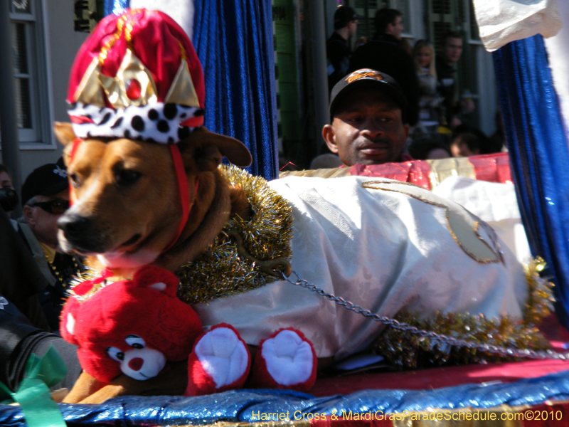 Mystic-Krewe-of-Barkus-2010-HC-Dog-Parade-Mardi-Gras-New-Orleans-8225