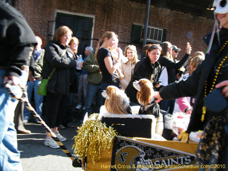 Mystic-Krewe-of-Barkus-2010-HC-Dog-Parade-Mardi-Gras-New-Orleans-8281