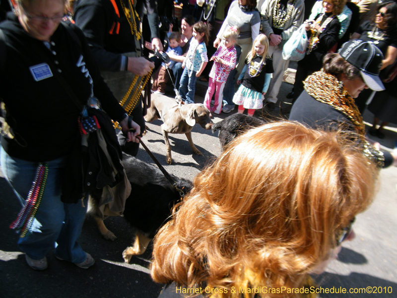 Mystic-Krewe-of-Barkus-2010-HC-Dog-Parade-Mardi-Gras-New-Orleans-8287